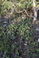 Tephrosia potosina