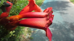 Campsis radicans