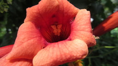 Campsis radicans