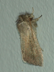 Bathytricha leonina