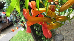 Campsis grandiflora