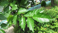 Campsis grandiflora