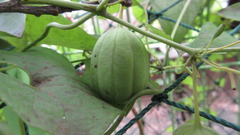 Aristolochia contorta