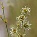 Juncus scirpoides - Photo (c) Lois Posey, μερικά δικαιώματα διατηρούνται (CC BY-NC), uploaded by Lois Posey