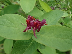 Lonicera chamissoi