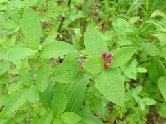 Lonicera chamissoi