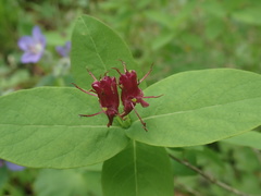 Lonicera chamissoi