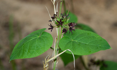 Matelea hirtelliflora
