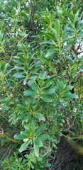 Myoporum aff insulare × laetum