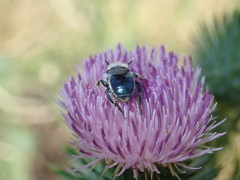 Osmia texana