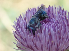 Osmia texana