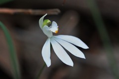 Caladenia catenata