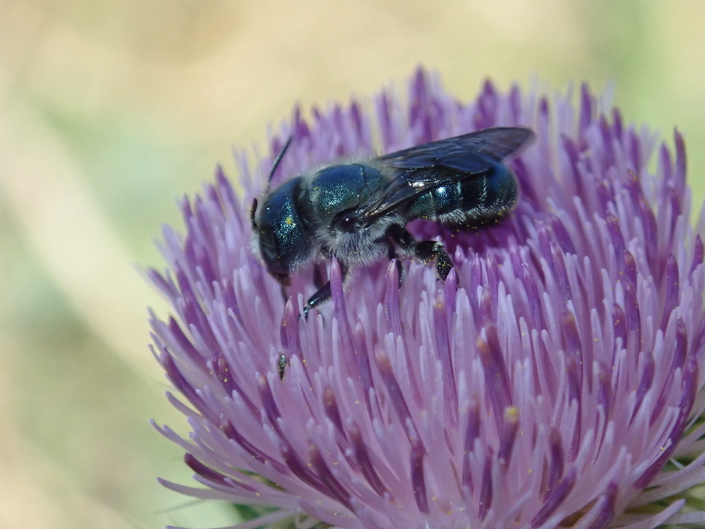 Texas Mason Bee