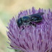 Texas Mason Bee - Photo (c) madfox, some rights reserved (CC BY-NC), uploaded by madfox