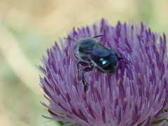 Osmia texana