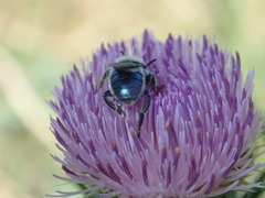 Osmia texana