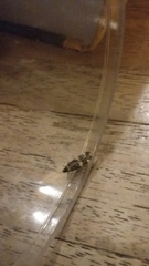 Oegoconia deauratella