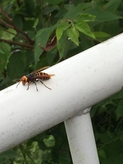 Vespa analis insularis