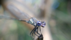 Argia translata