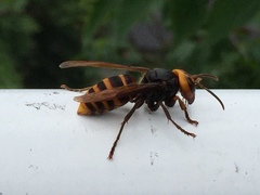 Vespa analis insularis