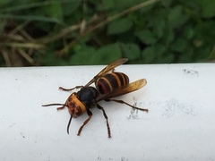 Vespa analis insularis