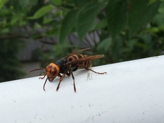 Vespa analis insularis