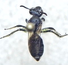 Andrena nasonii