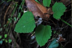 Cissus antarctica