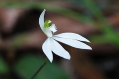 Caladenia catenata