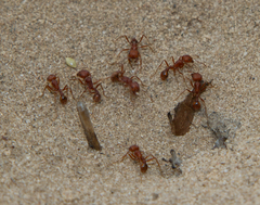 Pogonomyrmex comanche
