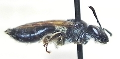 Andrena nasonii
