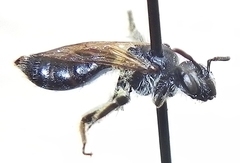Andrena nasonii