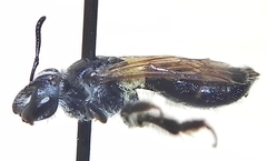 Andrena nasonii