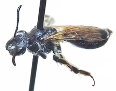 Andrena nasonii