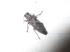 Spectralia gracilipes