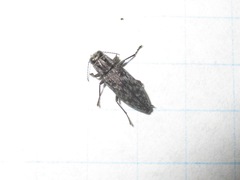 Spectralia gracilipes