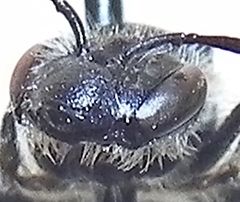 Andrena nasonii