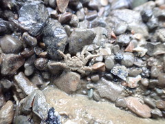 Neohymenicus pubescens