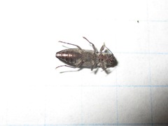 Spectralia gracilipes