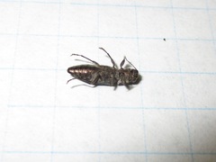 Spectralia gracilipes