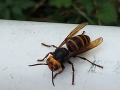 Vespa analis insularis