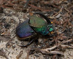 Phanaeus difformis