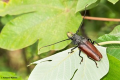 Callipogon beckeri
