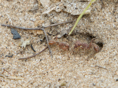 Pogonomyrmex comanche