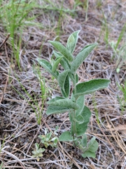 Calystegia spithamaea