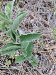 Calystegia spithamaea
