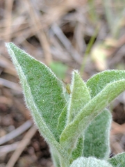 Calystegia spithamaea