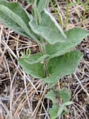 Calystegia spithamaea