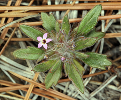 Collomia diversifolia