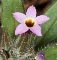 Collomia diversifolia